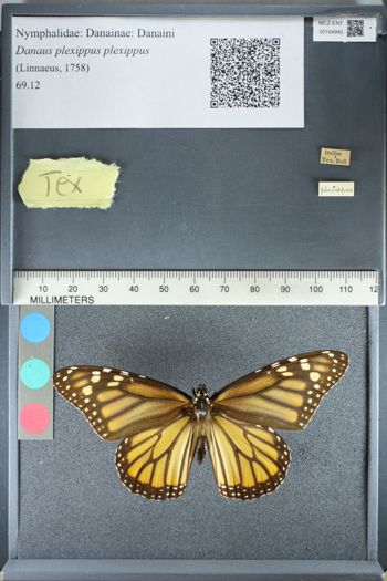 Media type: image;   Entomology 164945